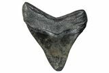 Fossil Megalodon Tooth - South Carolina #272491-1